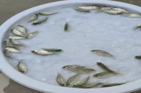 銀鯽魚(yú)苗